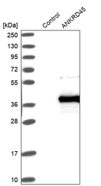 Western blot analysis in control (vector only transfected HEK293T lysate) and ANKRD45 over-expression lysate (Co-expressed with a C-terminal myc-DDK tag (~3.1 kDa) in mammalian HEK293T cells, LY404885).