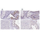 Immunohistochemical staining of human colon, fallopian tube, liver and testis using Anti-ANKRD45 antibody HPA031656 (A) shows similar protein distribution across tissues to independent antibody HPA031655 (B).