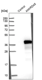 Western blot analysis in control (vector only transfected HEK293T lysate) and ANKRD45 over-expression lysate (Co-expressed with a C-terminal myc-DDK tag (~3.1 kDa) in mammalian HEK293T cells, LY404885).