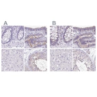 Immunohistochemical staining of human colon, fallopian tube, liver and testis using Anti-ANKRD45 antibody HPA031657 (A) shows similar protein distribution across tissues to independent antibody HPA031655 (B).