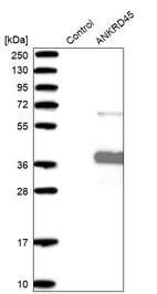 Western blot analysis in control (vector only transfected HEK293T lysate) and ANKRD45 over-expression lysate (Co-expressed with a C-terminal myc-DDK tag (~3.1 kDa) in mammalian HEK293T cells, LY404885).