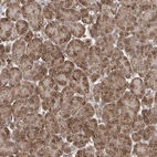 Immunohistochemical staining of human pancreas shows strong positivity in nuclear membrane of exocrine glandular cells.