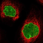 Immunofluorescent staining of human cell line A-431 shows localization to nuclear membrane.
