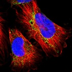 Immunofluorescent staining of human cell line U-251 MG shows localization to mitochondria.