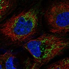Immunofluorescent staining of human cell line A-431 shows positivity in mitochondria.