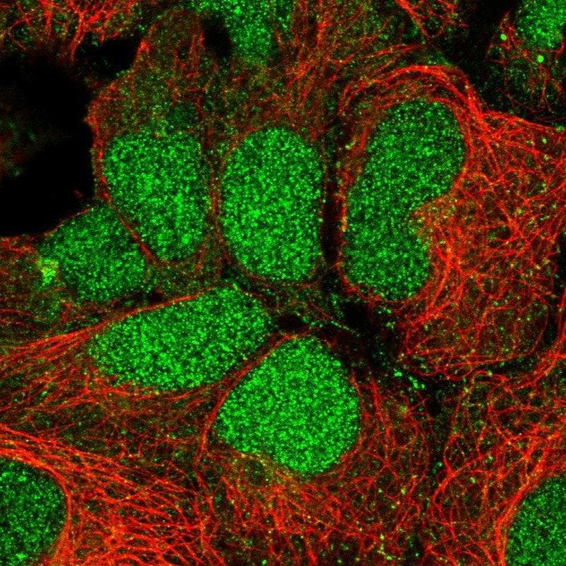 Anti-RFNG Antibody