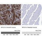 Anti-MYLK Antibody