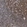 Anti-TRIM38 Antibody