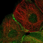 Immunofluorescent staining of human cell line A-431 shows localization to plasma membrane, centrosome & cell junctions.