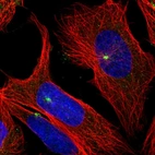 Immunofluorescent staining of human cell line U-2 OS shows localization to microtubule organizing center.
