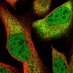 Immunofluorescent staining of human cell line U-2 OS shows localization to nucleoplasm & cytosol.