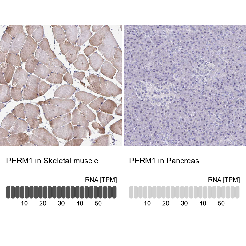 Anti-PERM1 Antibody