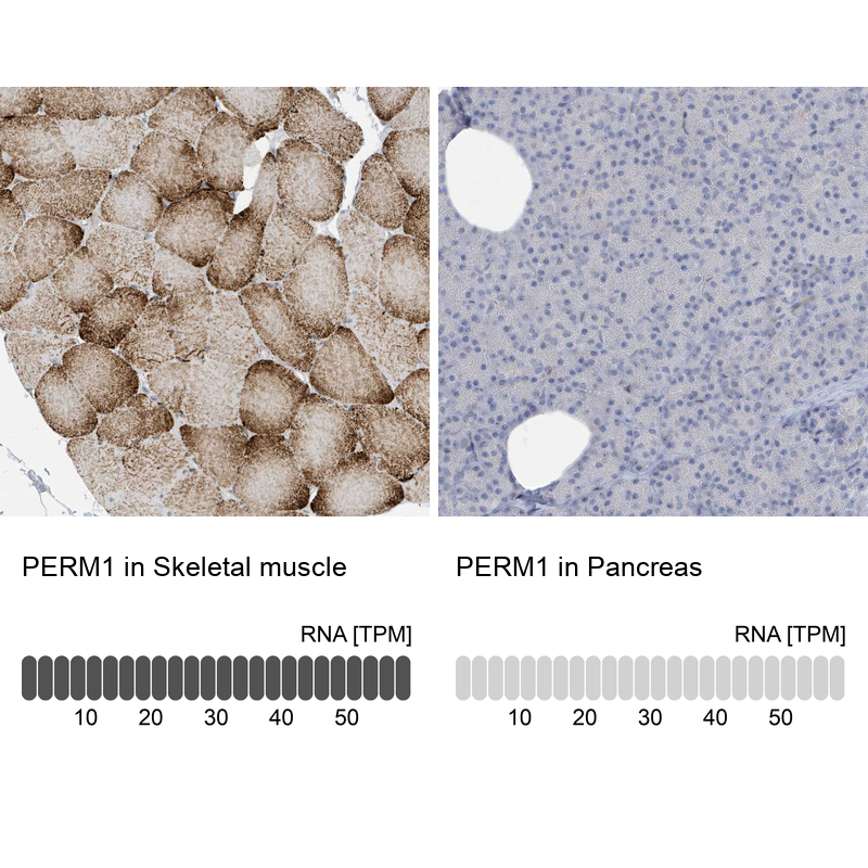 Anti-PERM1 Antibody
