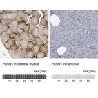 Anti-PERM1 Antibody
