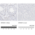 Anti-SPOCD1 Antibody