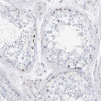 Immunohistochemical staining of human testis shows moderate nuclear positivity in a subset of cells in seminiferous ducts.