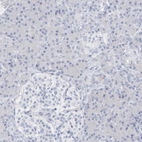 Immunohistochemical staining of human pancreas shows no positivity in exocrine glandular cells as expected.