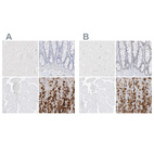 Immunohistochemical staining of human cerebral cortex, colon, skeletal muscle and stomach using Anti-PGC antibody HPA031717 (A) shows similar protein distribution across tissues to independent antibody HPA031718 (B).