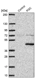 Western blot analysis in control (vector only transfected HEK293T lysate) and PGC over-expression lysate (Co-expressed with a C-terminal myc-DDK tag (~3.1 kDa) in mammalian HEK293T cells, LY419201).