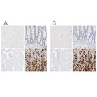Immunohistochemical staining of human cerebral cortex, colon, skeletal muscle and stomach using Anti-PGC antibody HPA031718 (A) shows similar protein distribution across tissues to independent antibody HPA031717 (B).