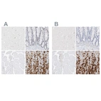 Immunohistochemical staining of human cerebral cortex, colon, skeletal muscle and stomach using Anti-PGC antibody HPA031718 (A) shows similar protein distribution across tissues to independent antibody HPA031717 (B).