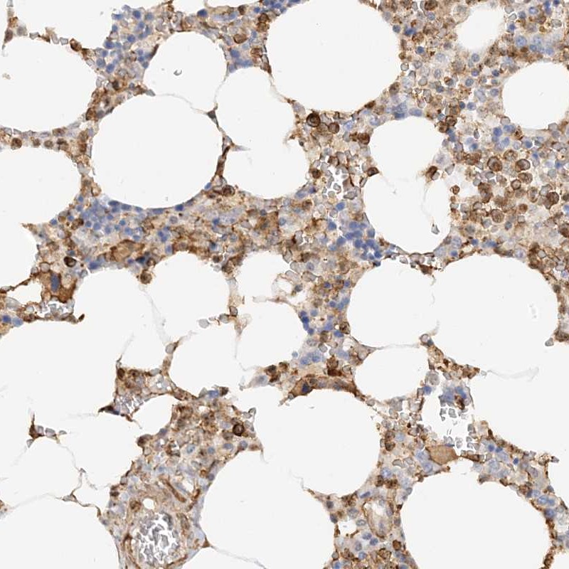 Anti-PHACTR2 Antibody