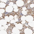 Anti-PHACTR2 Antibody