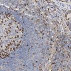Anti-PHACTR2 Antibody