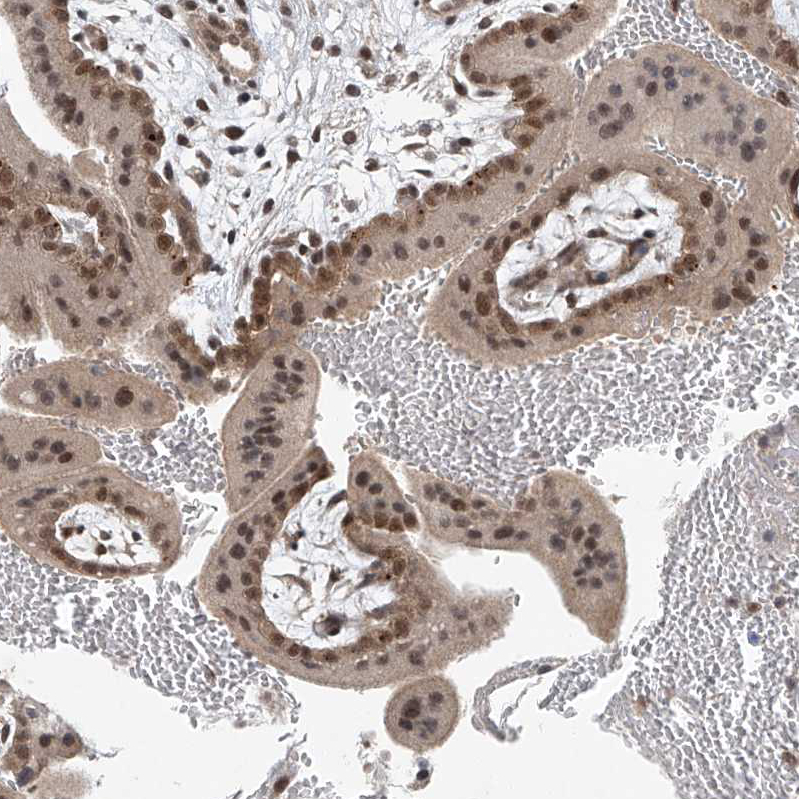 Anti-TAF8 Antibody