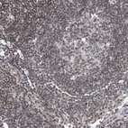 Immunohistochemical staining of human lymph node shows weak nuclear positivity in non-germinal center cells.
