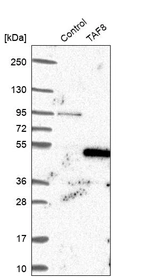 Western blot analysis in control (vector only transfected HEK293T lysate) and TAF8 over-expression lysate (Co-expressed with a C-terminal myc-DDK tag (~3.1 kDa) in mammalian HEK293T cells, LY408568).