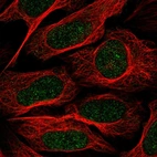 Immunofluorescent staining of human cell line U-2 OS shows localization to nucleus.