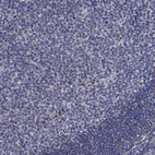 Immunohistochemical staining of human lymph node shows low positivity in non-germinal center cells.