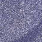 Immunohistochemical staining of human lymph node shows low positivity in non-germinal center cells.