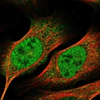 Immunofluorescent staining of human cell line U-2 OS shows localization to nucleoplasm & cytosol.
