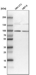 Western blot analysis in mouse cell line NIH-3T3 and rat cell line NBT-II.
