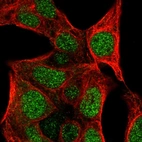Immunofluorescent staining of human cell line Hep G2 shows localization to nucleus.