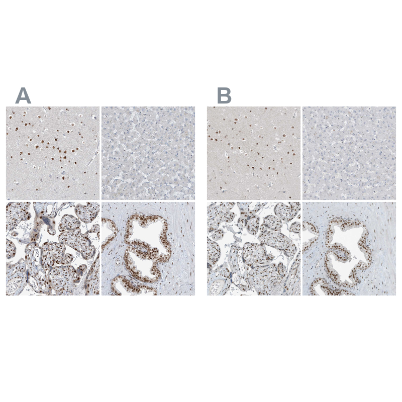 Anti-WRNIP1 Antibody