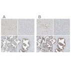Anti-WRNIP1 Antibody