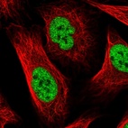 Immunofluorescent staining of human cell line U-2 OS shows positivity in nucleus but excluded from the nucleoli.