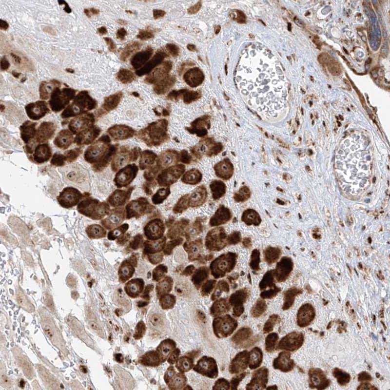 Anti-ZBTB8A Antibody