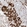 Anti-ZBTB8A Antibody
