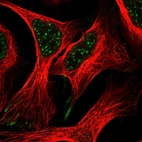 Immunofluorescent staining of human cell line U-2 OS shows localization to nuclear speckles & focal adhesion sites.