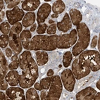 Anti-ATP13A5 Antibody