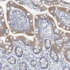 Immunohistochemical staining of human small intestine shows moderate cytoplasmic positivity in glandular cells.