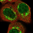 Immunofluorescent staining of human cell line A-431 shows localization to nucleoplasm & mitochondria.