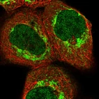 Immunofluorescent staining of human cell line A-431 shows localization to nucleoplasm & mitochondria.