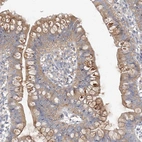 Immunohistochemical staining of human small intestine shows moderate to strong cytoplasmic positivity in glandular cells.