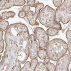 Immunohistochemical staining of human placenta shows moderate membranous positivity in trophoblastic cells.