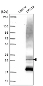 Western blot analysis in control (vector only transfected HEK293T lysate) and LY416300 over-expression lysate (Co-expressed with a C-terminal myc-DDK tag (~3.1 kDa) in mammalian HEK293T cells, LY416300).